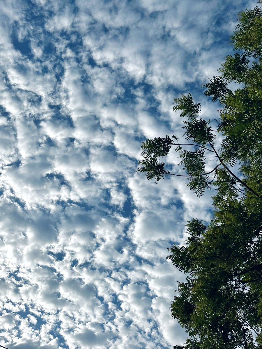 brijessh's tweet photo. GM ✨☁️

Nephophile: a person who love clouds

Are you one? https://t.co/iSnr5rH9sx