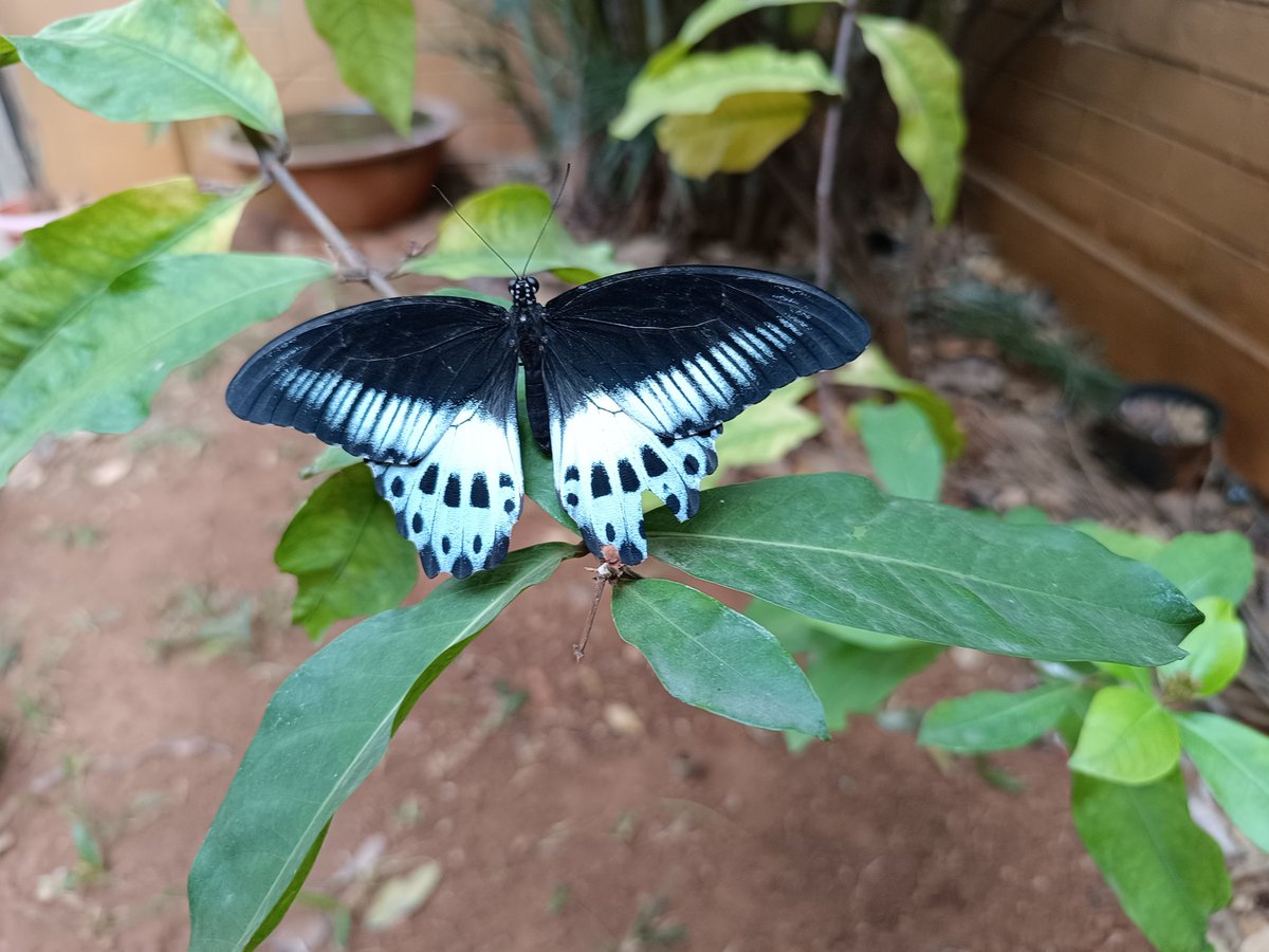 Good morning, in the dry weather, the Blue Mormon butterfly resting on leaves for a rest or testing the leaf sap #IndiAves #INSECT #NatureBeauty #NaturePhotography #butterfly #TwitterNaturePhotography