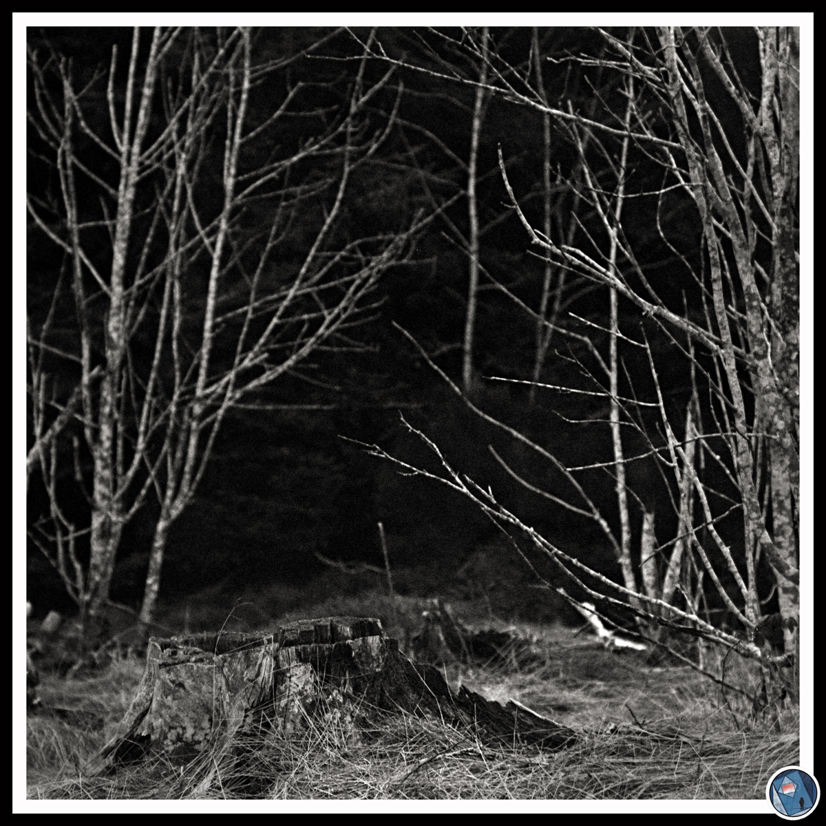 ___Harmless stuff___
+ The stump +
.
#filmphotography #35mmfilm
📷 #pentaxme 
🎞 first step with #ilfordxp2 developed in #caffenol
.
#photography #fineartphotography #naturephotography #fineart_photobw #bnw_captures #believeinfilm #filmisnotdead