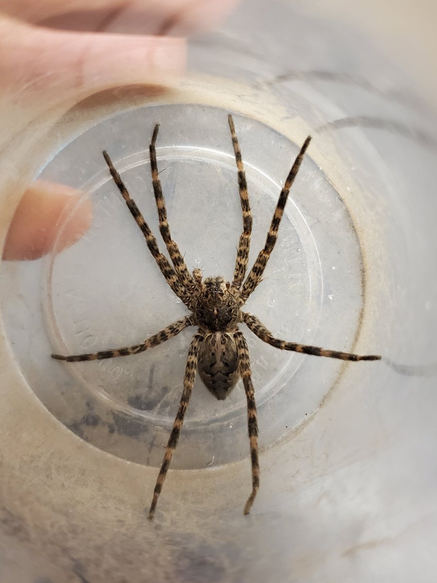 First field season day of 2024! We caught some Dolomedes tenebrosus (Dark fishing spider). It's a great day to be a member of the Hebets Lab! @hebets_lab