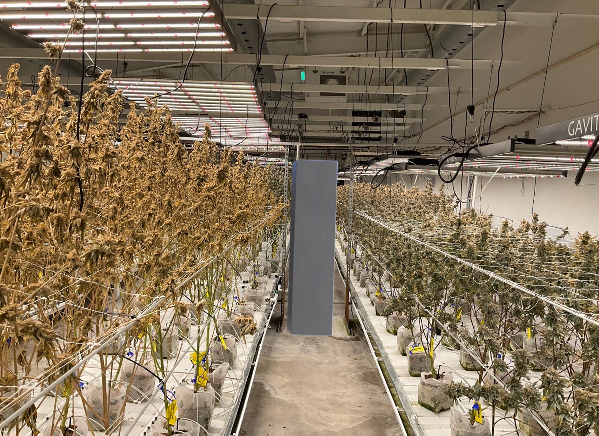 SplitDaWig 🪴 tweet media