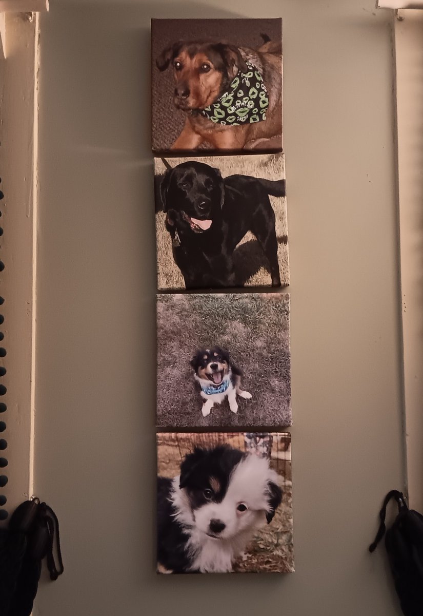 easycanvas's tweet image. Bringing a dash of adorableness to your timeline with these paw-some #canvasprints! 🐾❤️ easycanvas.sale/twitter #homedecor