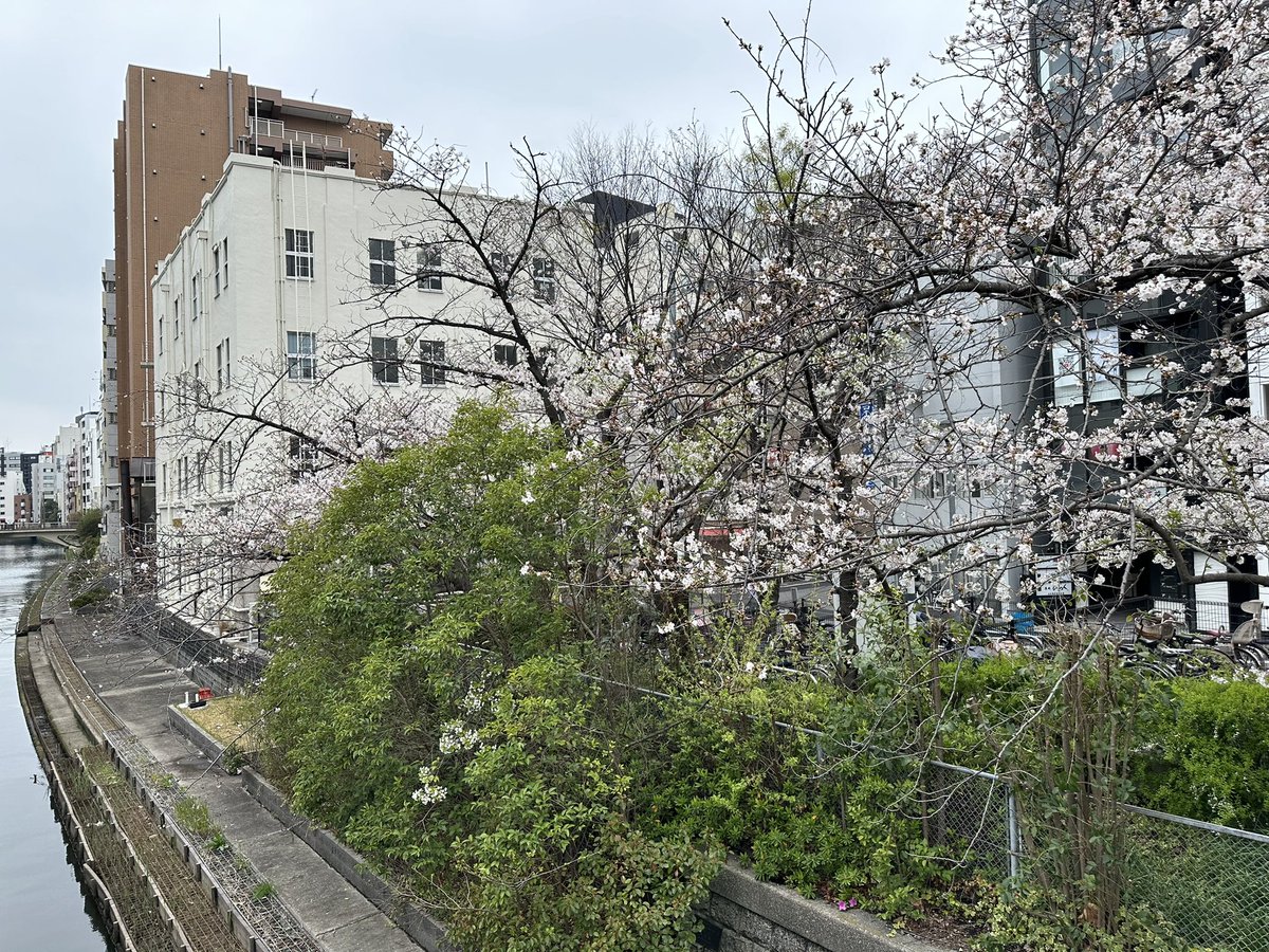 gallerysuchi's tweet photo. 島村信之展　明日の土曜日までとなりました。曇り空ですがギャラリー近くの桜も満開です。お時間ありましたら是非お越しください。

島村 信之 展

2024年3月23日(土)―4月6日(土)
12:00-18:00 

23rd Mar. – 6th Apr. 2024
12:00-18:00
Nobuyuki SHIMAMURA Exhibition

https://t.co/cmlysVF0Rx https://t.co/gltFN79ToI