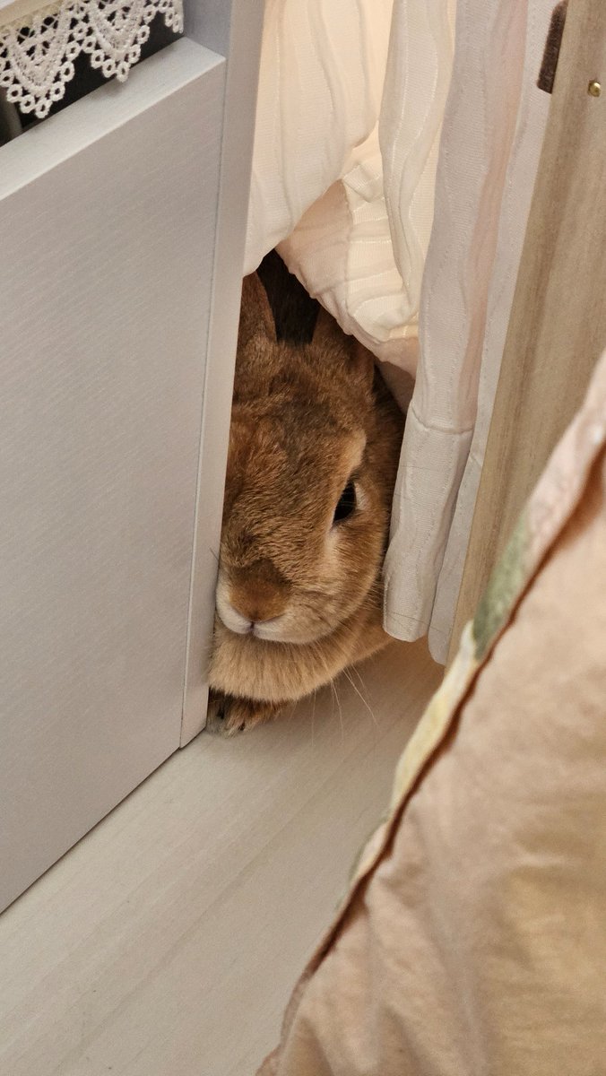 junpei_cat's tweet photo. @Rikachama0924 見てますよ〜🐰🌸 https://t.co/RtVeh95AxW