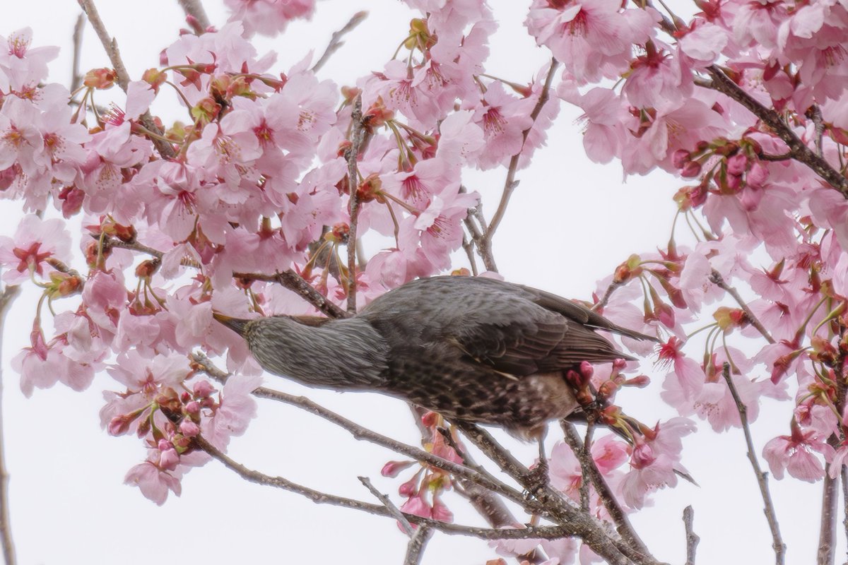 ヒヨドリ体操第一～💪 ついでに摘まみ食い✨️ #ヒヨドリ #桜 #野鳥 #野鳥撮影