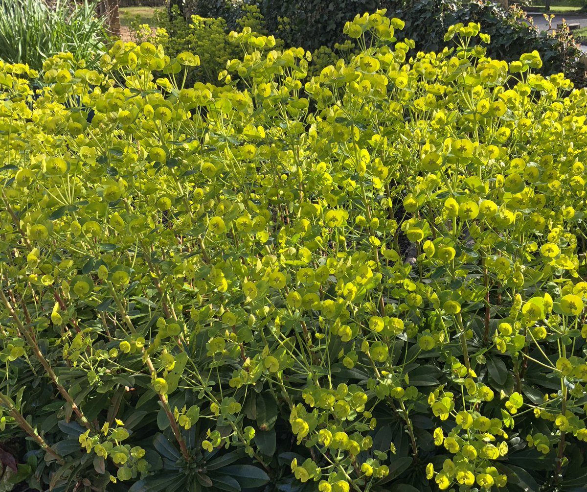 The zingy spring green of Euphorbia Robbiae. Escaped from a pot & galloping across a raised bed of banked-up clay. Not much else wants to grow here, so I don’t mind. ‘They’ did say it would spread! High winds forecast, take care. #GardeningTwitter #spring @loujnicholls @kgimson