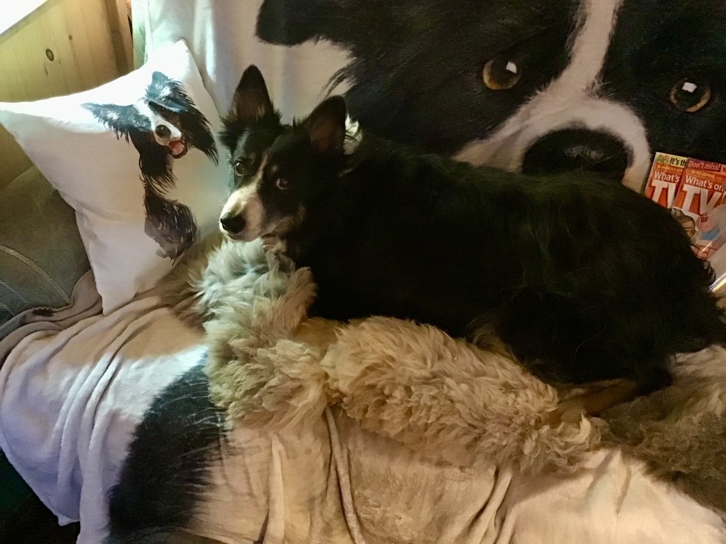 Thank you John for this 'capture' of ex-guest Paddy who insisted he only got on the settee because there were two collies already there :-)