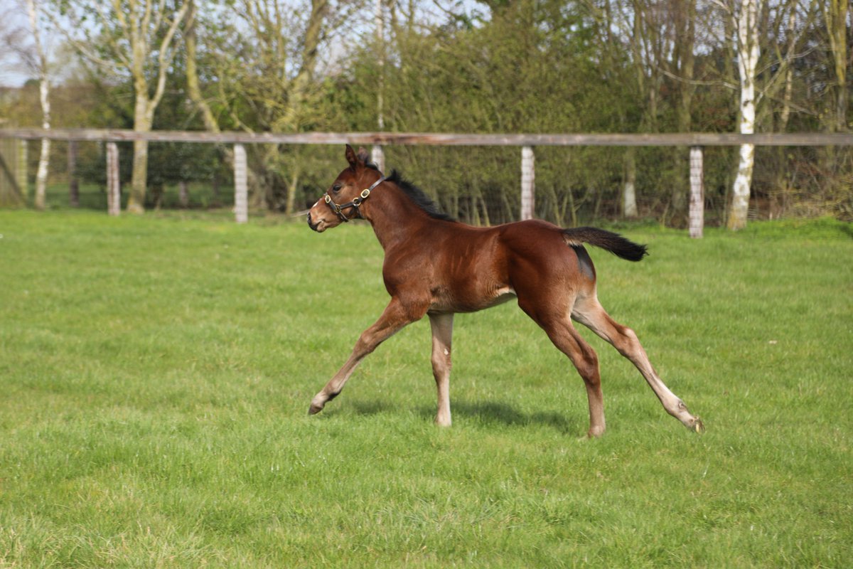 🇬🇧 First foals by #PerfectPower are impressing breeders and we can see why! This strong #PerfectPower colt at @brooksidestud is enjoying the warmer weather☀️ #FoalFriday