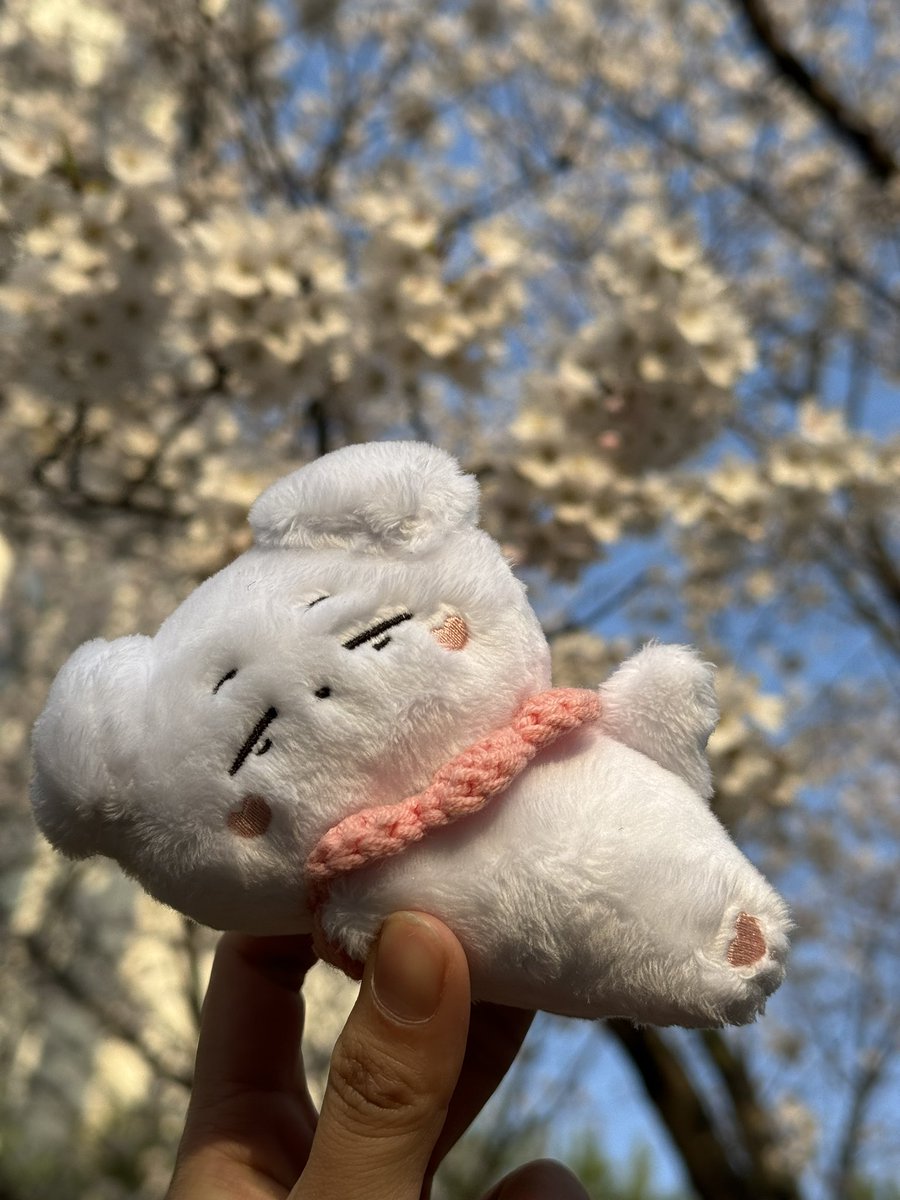 벚꽃보러나온 쿨섭이💗🌸

#쉿_쿨섭이가_자고있어요