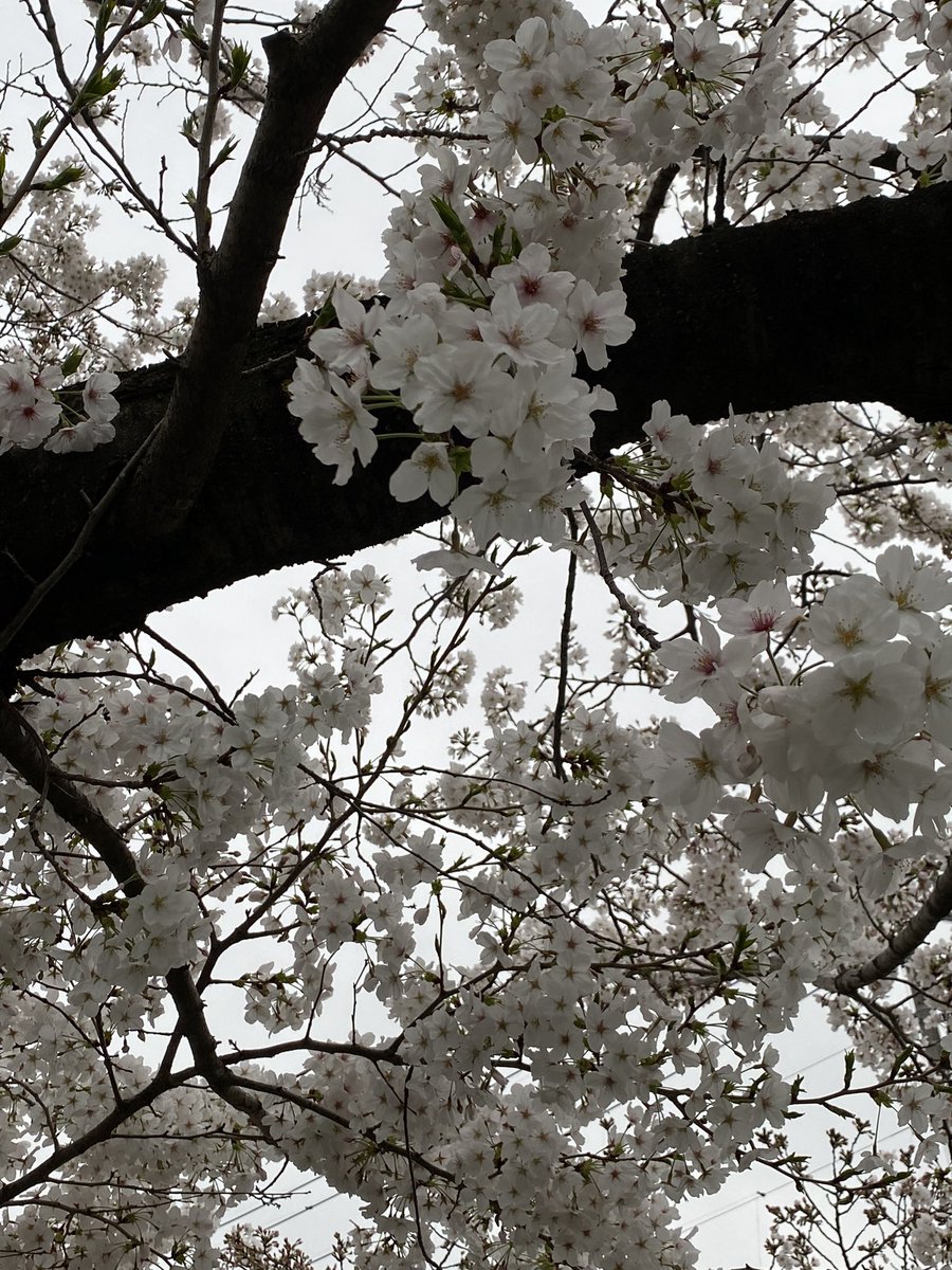 「桜が満開空の色悪すぎて全く映えないけど 」|ババアル@原神のイラスト