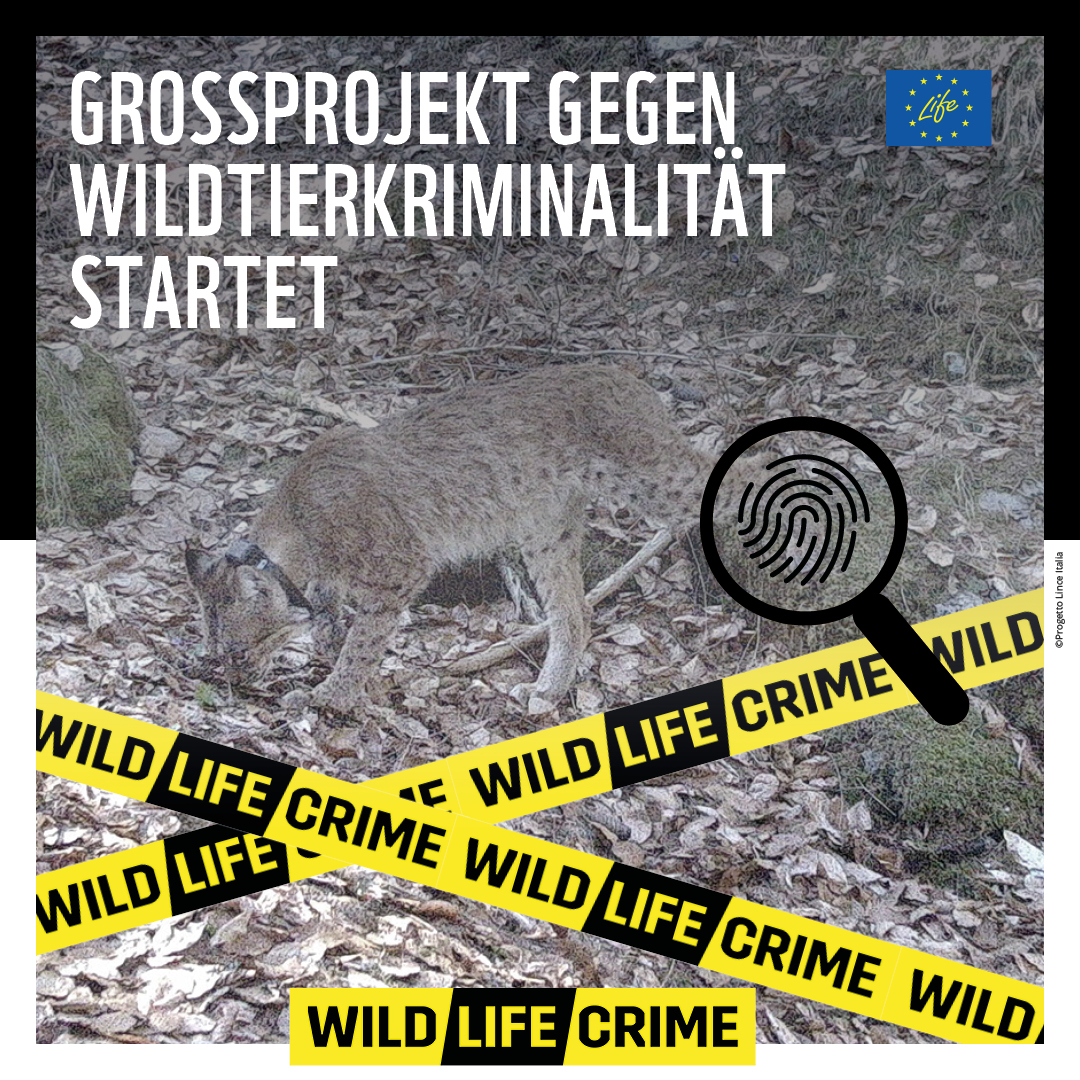 Tausende streng geschützte Wildtiere wurden in den letzten Jahren in Deutschland & Österreich vergiftet, erschlagen oder erschossen. Wir wollen das stoppen! Deswegen sind wir jetzt Teil des länderübergreifenden EU LIFE Projekts gegen Wildtierkriminalität: wildlifecrime.info