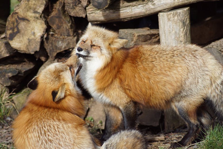Epidemiological situation of #HPAI in Europe (Dec 2023-March 2024)

⏩ First detection of the A(H5N5) subtype in red foxes 
⏩ Still no key mutations from avian to human-type receptors identified in A(H5) viruses isolated from mammals
Read the new report👉europa.eu/!X3pBTG