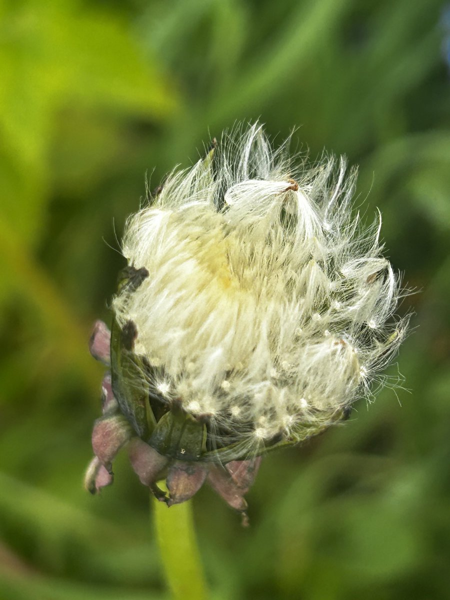 There are many dandelions to spot in #EppingForest, at various stages, either as the bright yellow flower or as the ‘dandelion clock’ ready to spread the seeds far &amp; wide.  This time-lapse video by Neil Bromhall demonstrates the transformation beautifully youtu.be/UQ_QqtXoyQw