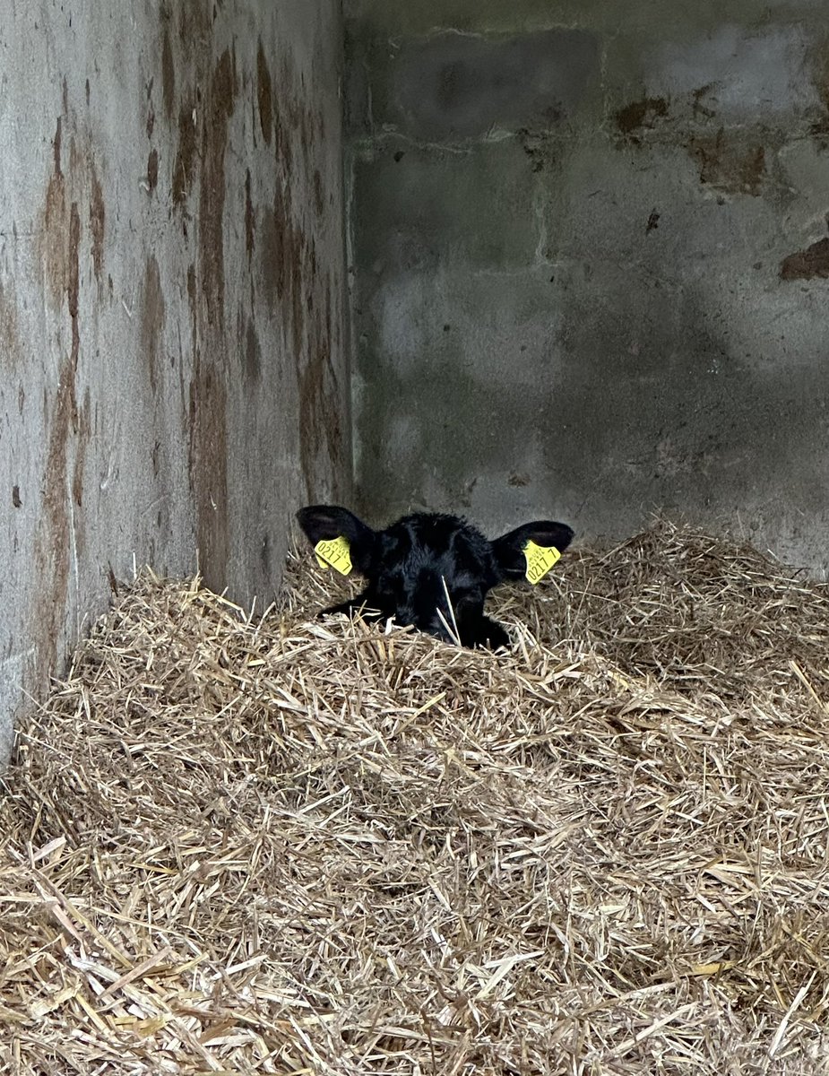 Playing peekaboo this morning… 😜 This two week old Aberdeen Angus calf snuggled up warm and dry at #DrumcornAngus earlier ahead of #StormKathleen #LoveAngus