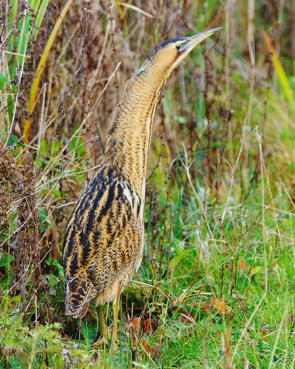 Big bittern news! 🗣️🗣️🗣️

In 2023, conservationists from <a href="/Natures_Voice/">RSPB</a> recorded 234 male bitterns making their distinctive 'booming' call to attract a mate in England and Wales.

That's a 24% increase in booming bitterns compared to 5 years ago!