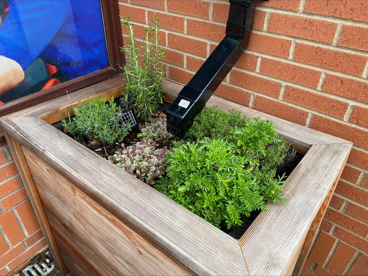 So lovely to see these plants in our sustainable drainage planters starting to bloom. These were purchased with a grant from the #STCommunityFund and they help to reduce flooding by slowing the drainage of water after it’s rained.