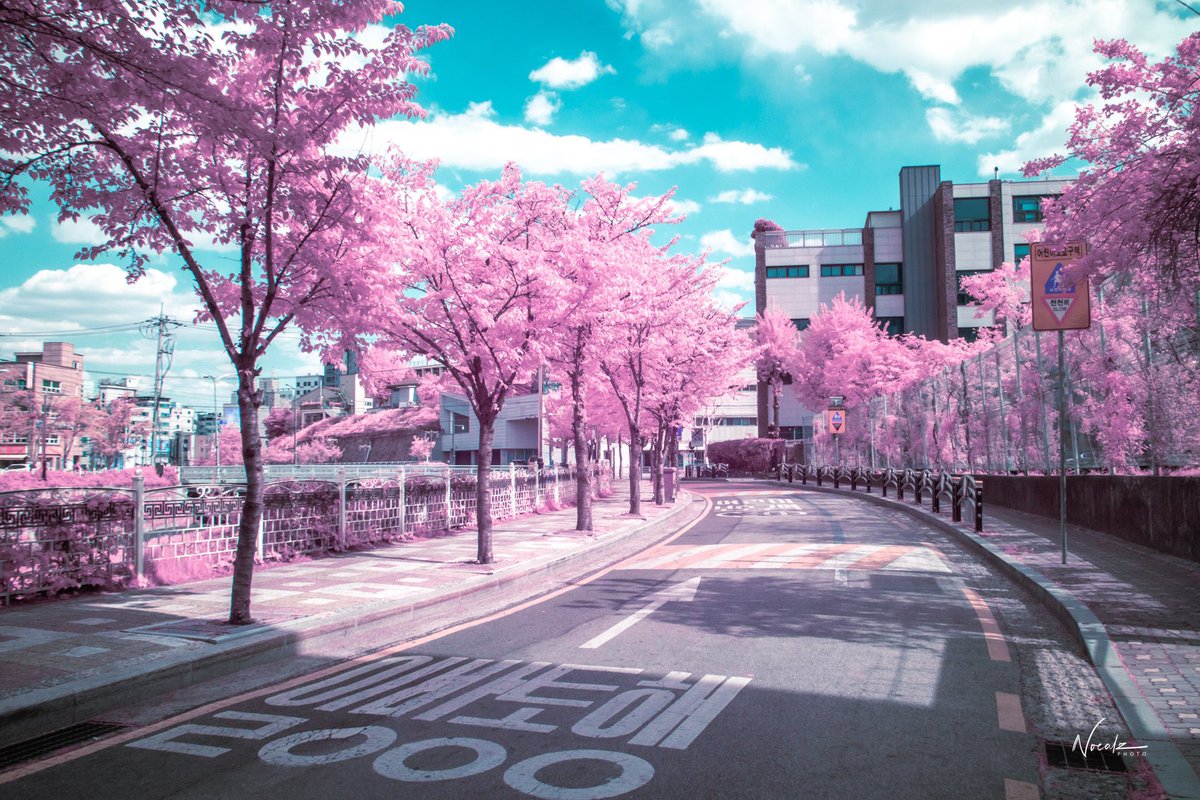 Cherry blossom photos by <a href="/noealz/">Noealz</a>