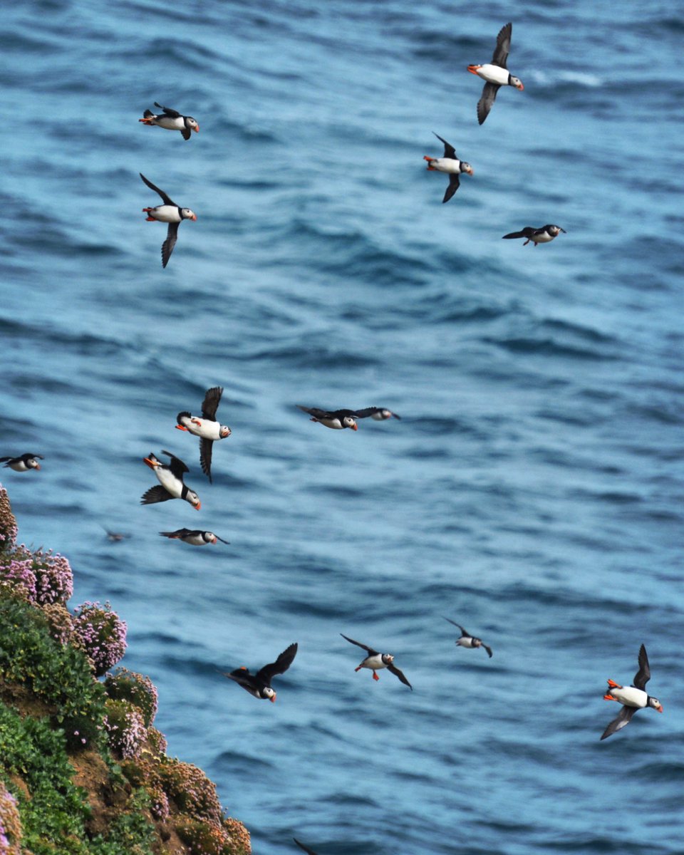 ⚡️PUFFIN UPDATE⚡️ Puffins in flight, close to Sumburgh Head. They’re not on the cliffs yet, but it won’t be long. We’ve seen several Puffins whizz by the Observatory as they edge their way closer to shore. 📷 Puffins in Flight, 2023 by Vicky Armstrong