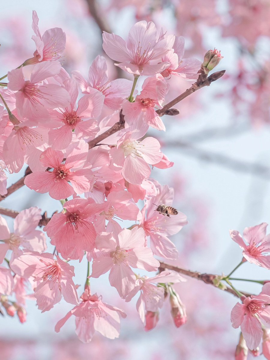 pergear_japan's tweet image. Viltrox 56mm F1.4

🌸今日もお疲れ様でした～

#Fujifilm #xt30 #Viltrox #桜
#写真好きな人と繋がりたい