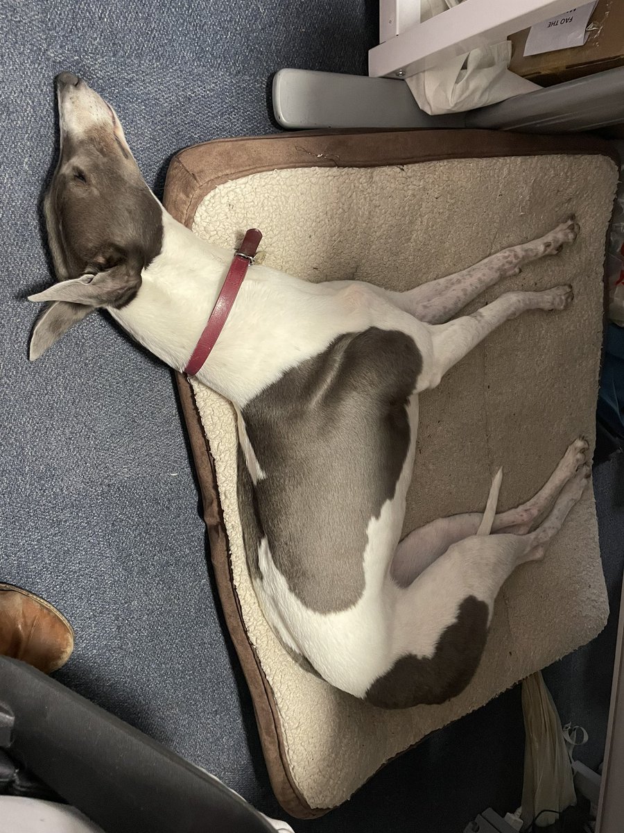 “Greyhounds need lots of exercise”

False - Here is Oscar & Jean in the office today (They sleep all day 🤦‍♂️) 

#greyhounds #retirednotrescued #officedogs