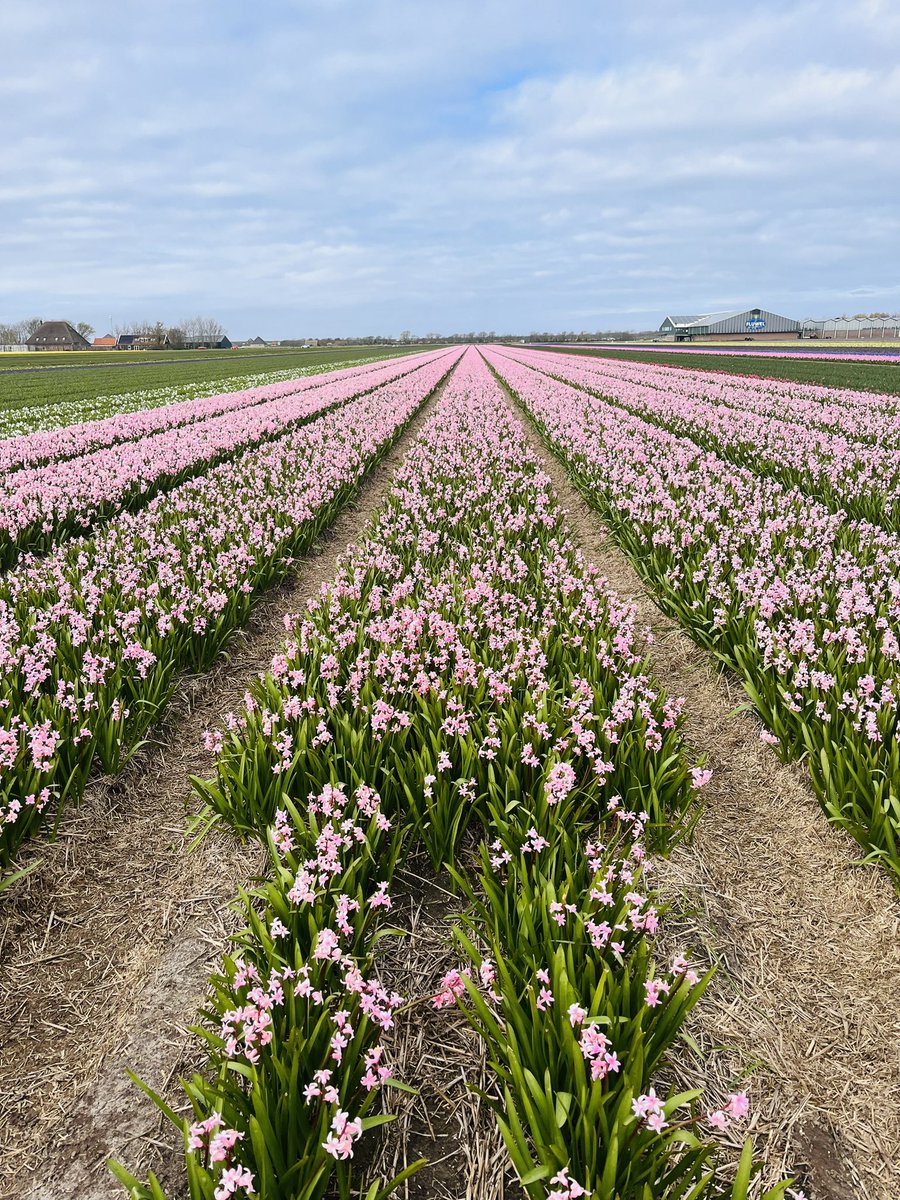 Fields of #hyacinth and #daffodil in North-Holland. @ProvincieNH #bollenstreek @FLUWEL