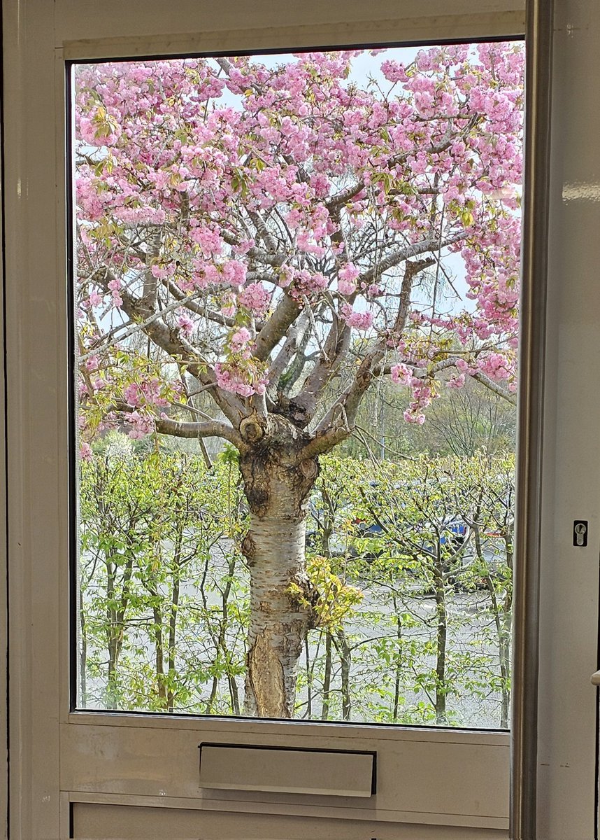 henleyvets's tweet photo. We're taking a moment to enjoy the beautiful view from our Twyford waiting room this morning ♥️.

There was even a bit of blue sky!! 

#twyfordberkshire #independentvet #localvet  #henleyonthames  #naturebeauty #trees #blossom #spring https://t.co/1uB83nfsLz