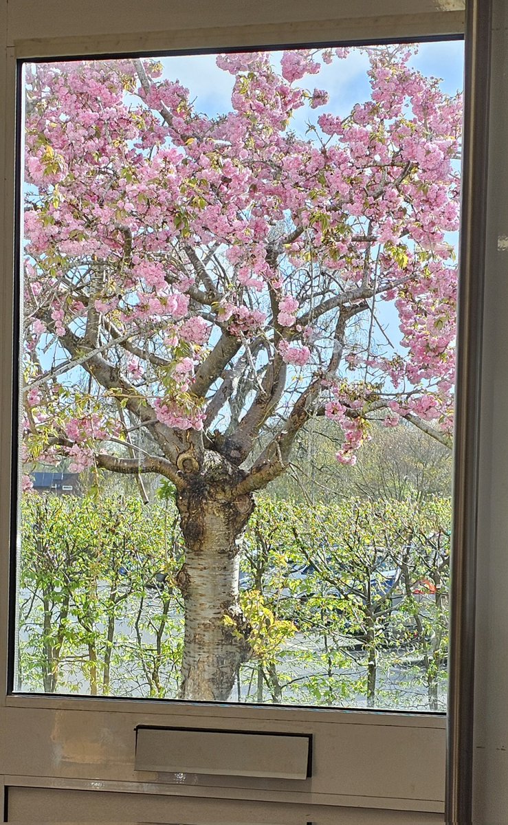 henleyvets's tweet photo. We're taking a moment to enjoy the beautiful view from our Twyford waiting room this morning ♥️.

There was even a bit of blue sky!! 

#twyfordberkshire #independentvet #localvet  #henleyonthames  #naturebeauty #trees #blossom #spring https://t.co/1uB83nfsLz