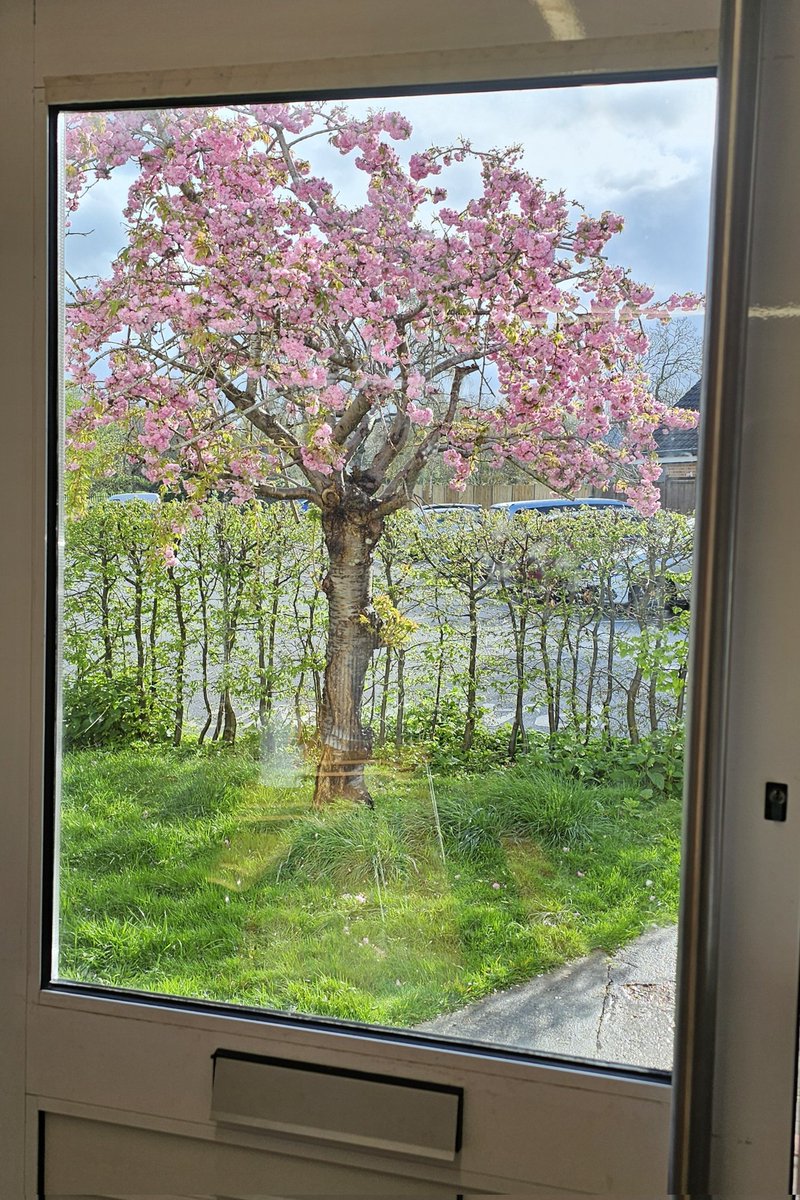 henleyvets's tweet photo. We're taking a moment to enjoy the beautiful view from our Twyford waiting room this morning ♥️.

There was even a bit of blue sky!! 

#twyfordberkshire #independentvet #localvet  #henleyonthames  #naturebeauty #trees #blossom #spring https://t.co/1uB83nfsLz