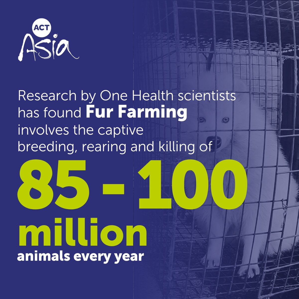 One Health research exposing the damaging impact of fur farming has been published in 'Frontiers' This first close review on fur farming, commissioned by ACTAsia, highlights the threat to human, animal & environmental health. More here: tinyurl.com/mr2btefw