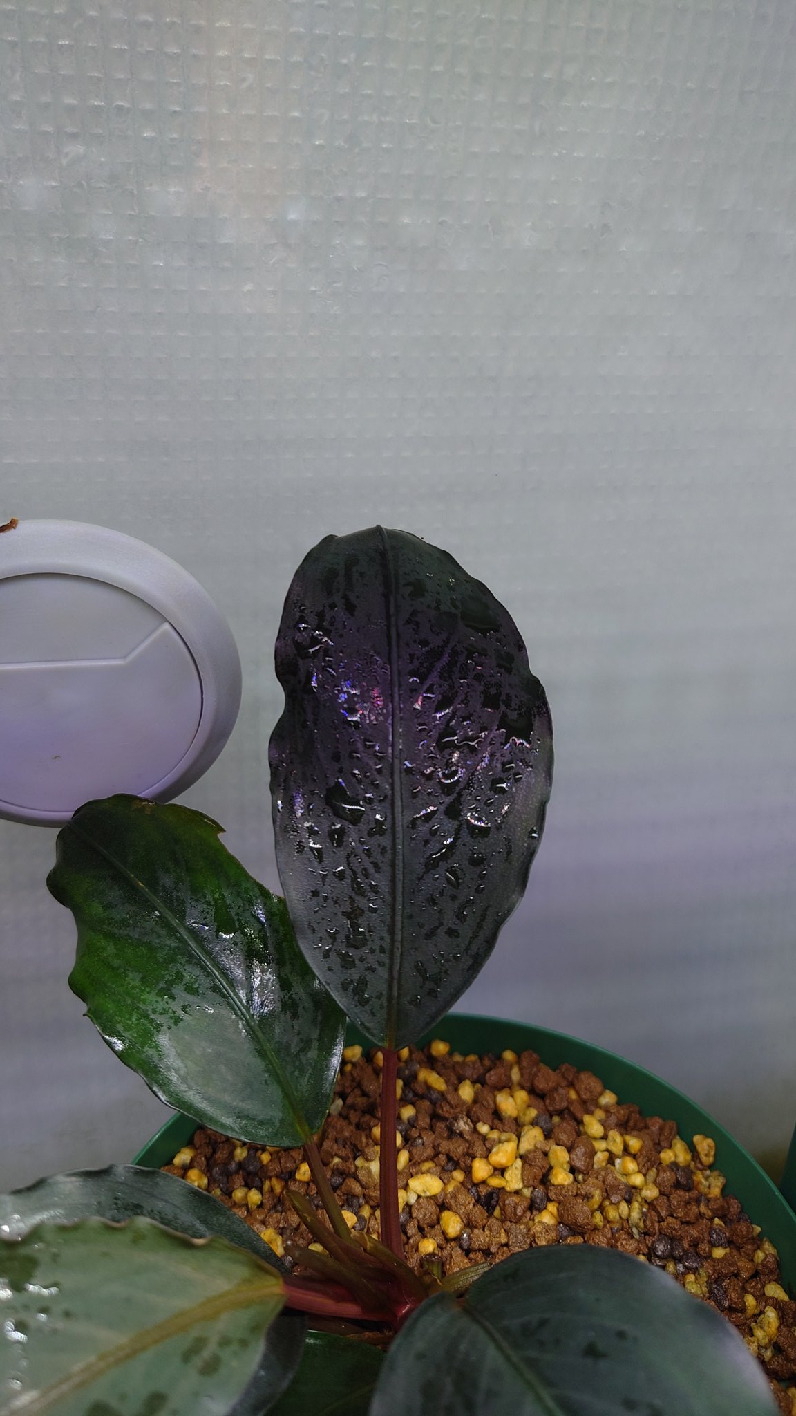 Bucephalandra sp. Motleyana Padawan