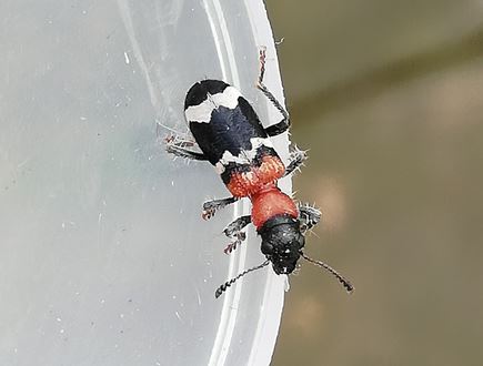 Cofnod #RecordOfTheWeek is this Ant Beetle (Thanasimus formicarius) from Bodelwyddan Castle recorded by Richard Masson. They eat Bark Beetles: ukbeetles.co.uk/thanasimus-spp @ColSocBI