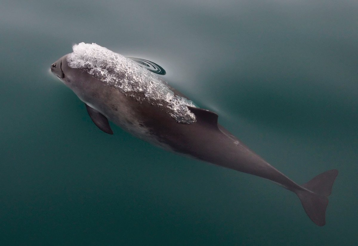 Harbour #porpoises will respond to Acoustic Deterrent Device (#ADD) noise (#AHD / #SealScarer). But do they continue to respond after chronic exposure to ADD noise from #aquaculture? 🚨🔗Check out our new #OpenAccess paper! tinyurl.com/yzmse693 Details in🧵 below! (1/n)