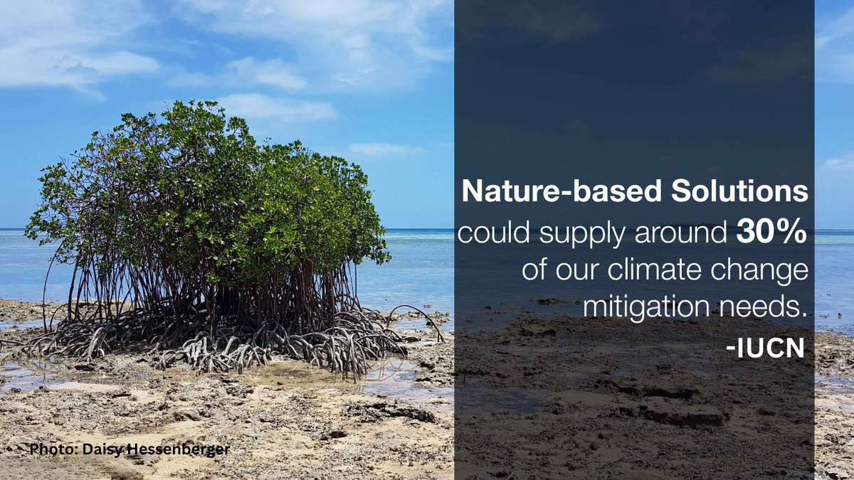 Nature-based Solutions play a key role in tackling #ClimateChange and biodiversity loss.🌎 They also promote the conservation and restoration of ecosystems, helping to safeguard biodiversity and the services it provides. 📷 @IUCN