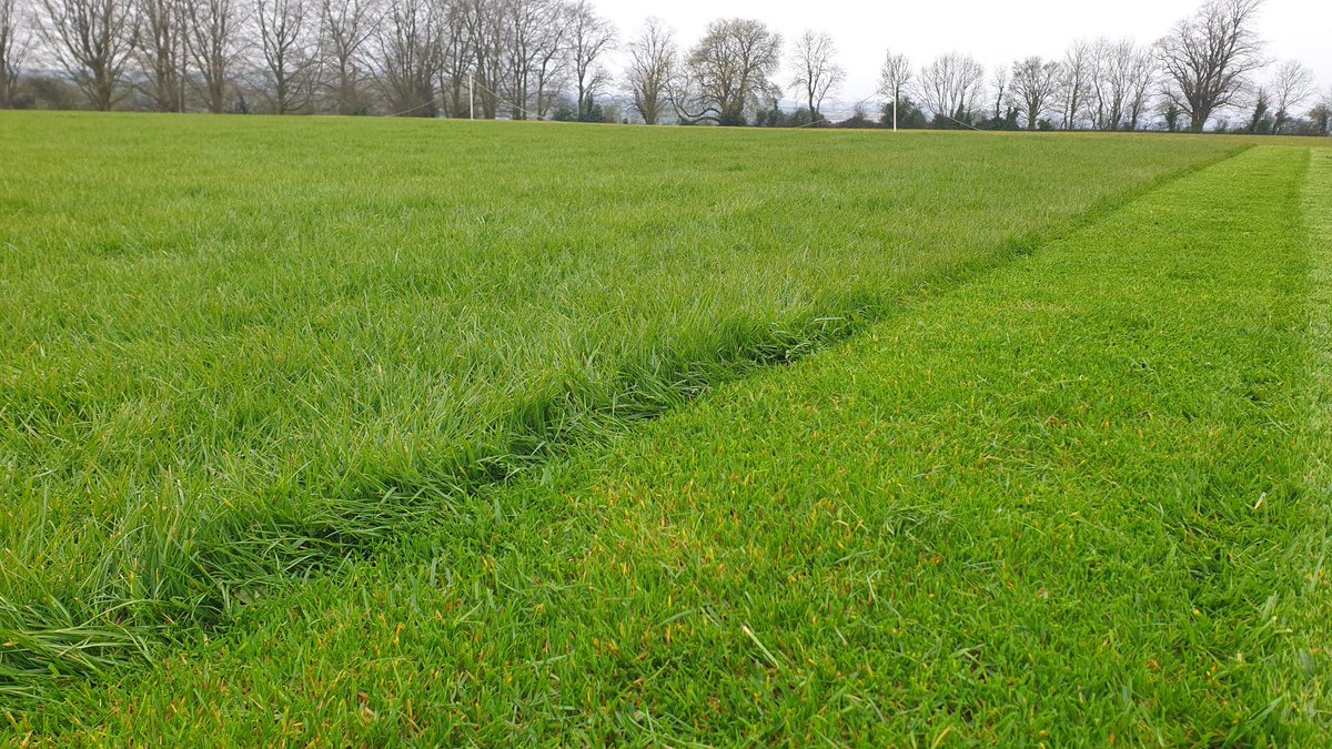 Finally got the square tamed and marked earlier in the week, with markings and a cylinder mow after. Good grass coverage, average worm casts, few weeds, moss just under control. Not enough time for all its tlc needs. Will scrape by.