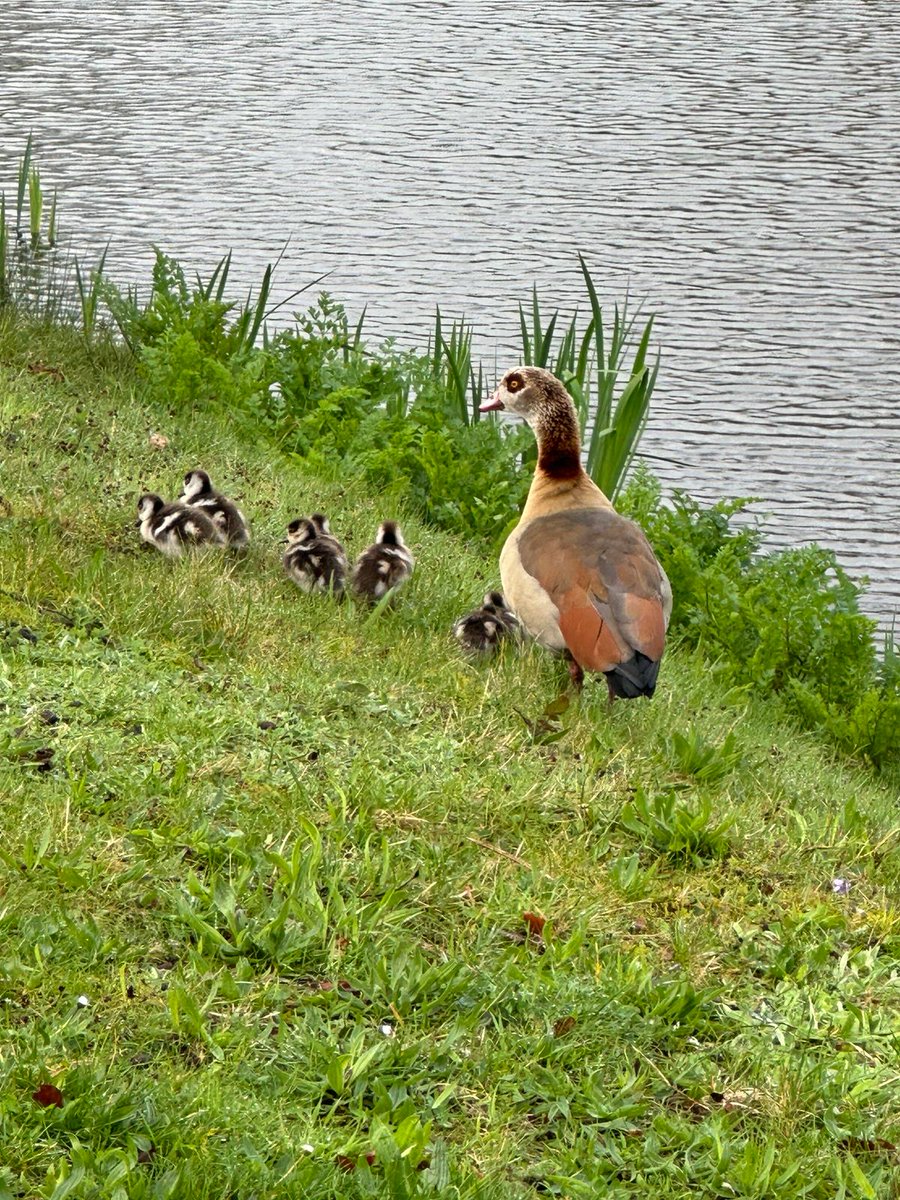 It's #FeatheredFriday and we have another gorgeous new little family in the landscape🐣 Painshill.co.uk #FridayFeeling #Geese #Goslings #FamilyFun