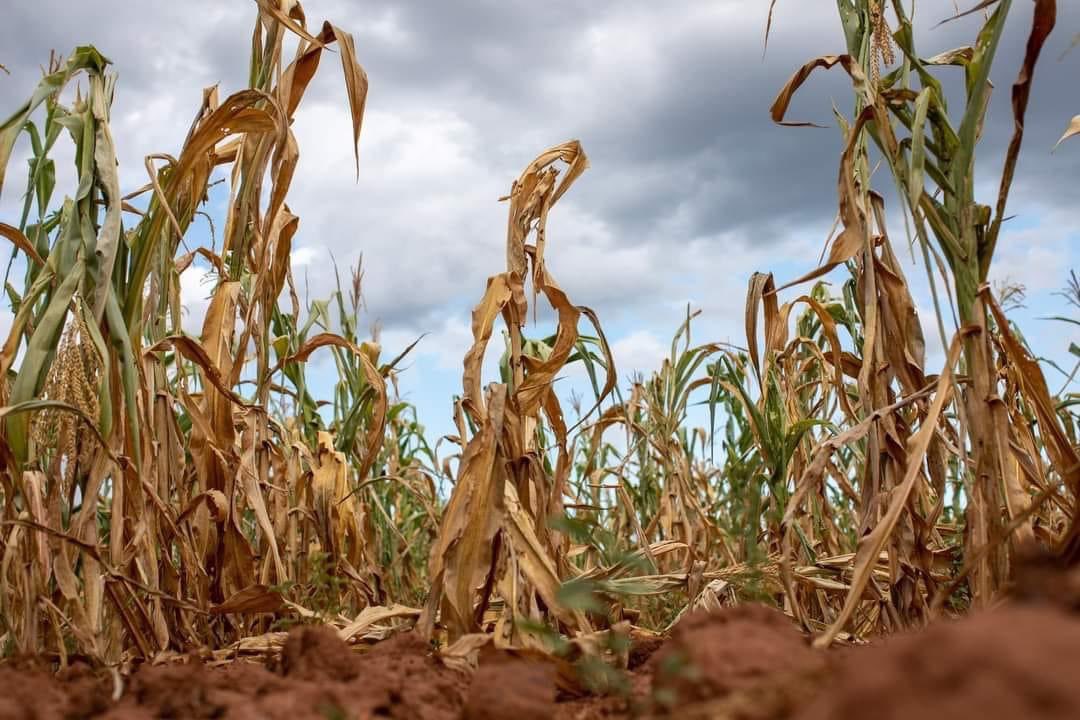 Heatwaves destroy crops &amp; threaten food security across Africa. It's time for climate-resilient
agriculture &amp; sustainable practices. #ActNowOnHeatwaves #PhaseOutFossilFuels

<a href="/Riseupmovt/">Rise up Movement</a> @vanessa_vash