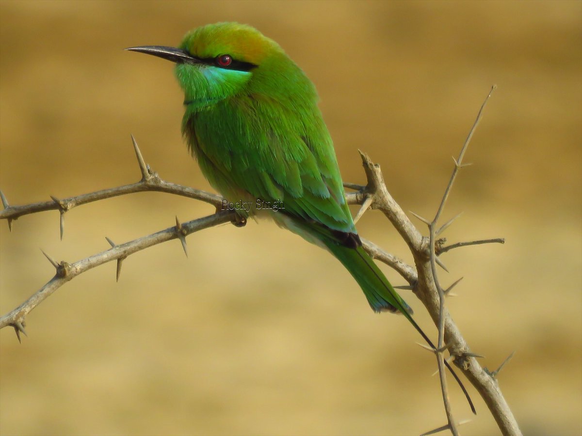 There is great beauty in the most common and easily seen birds. The green Bee eater finds a perfect perch, lots of insects, great angle of the sun and then returns to it post short incredible flights where it moves and turns in the air like no other bird can. A Master #indiaves