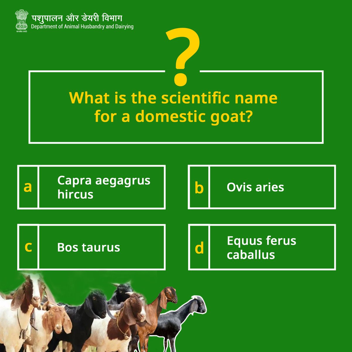 Can you guess the scientific name of a domestic goat? Test your knowledge with this trivia challenge! #quiz #domesticgoat #guesstheanswer