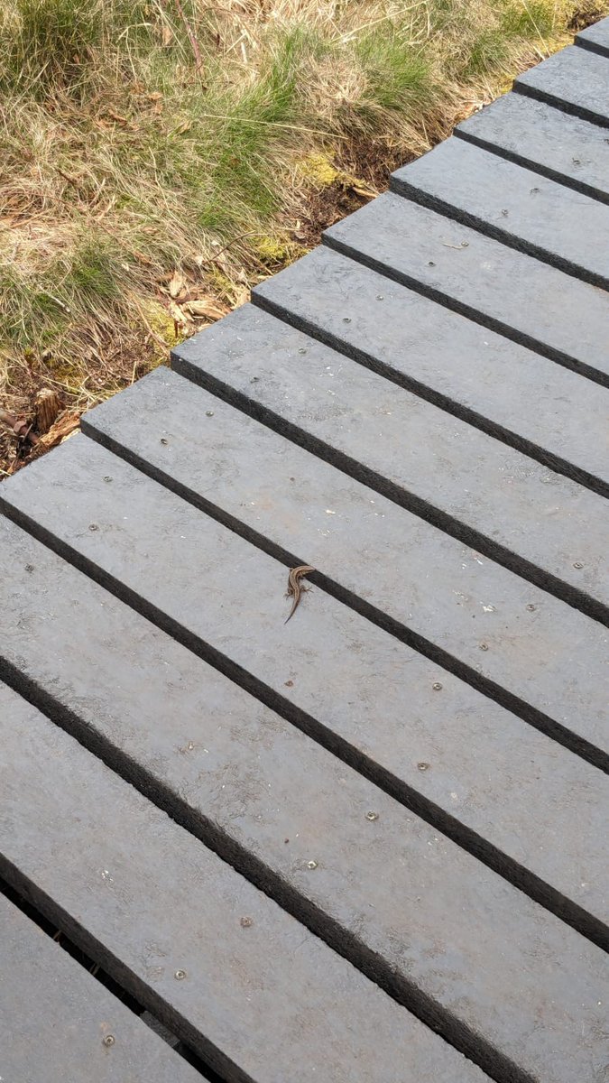 Living Landscape Officer Jamie spotted a common lizard basking on the shiny new boardwalk at Danes Moss Nature Reserve this week! 🦎