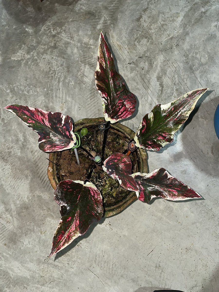 natchascaladium tweet picture