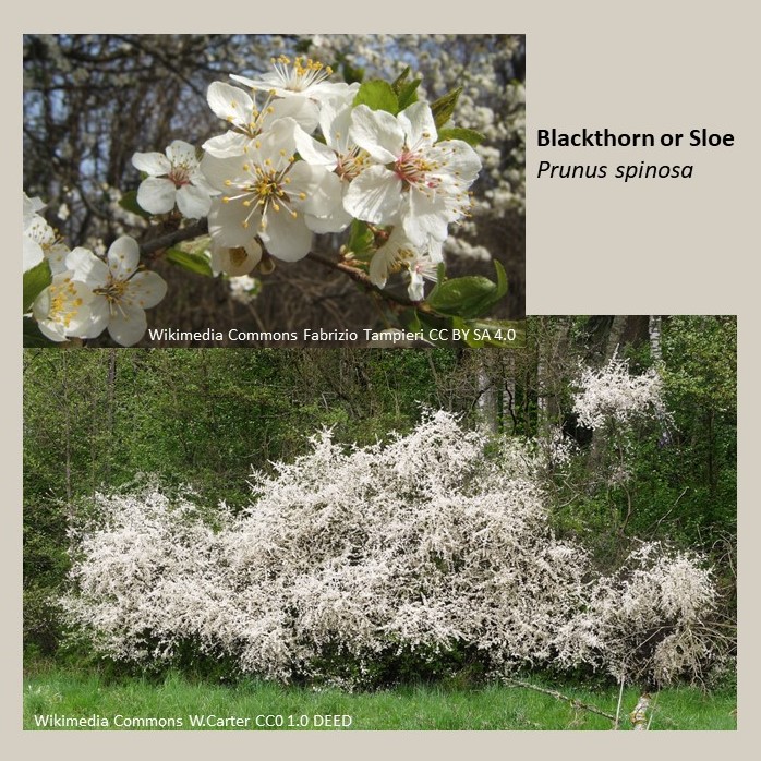 #Springflowers covering hedges in white like snow across all UK & Ireland. This is blackthorn (Prunus spinosa, Rosaceae). Large shrub growing upwards and also sideways using suckers. Fruits, called sloes, used to flavour alcohol spirits and, historically, to fake port wine.