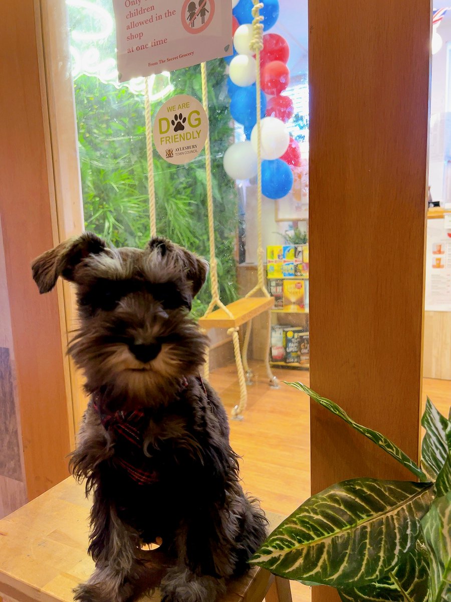 Did you know more than 70 businesses in the town centre are dog friendly? Look out for this sticker in window. View a list of participating businesses bit.ly/3veaKUb #NationalPetDay