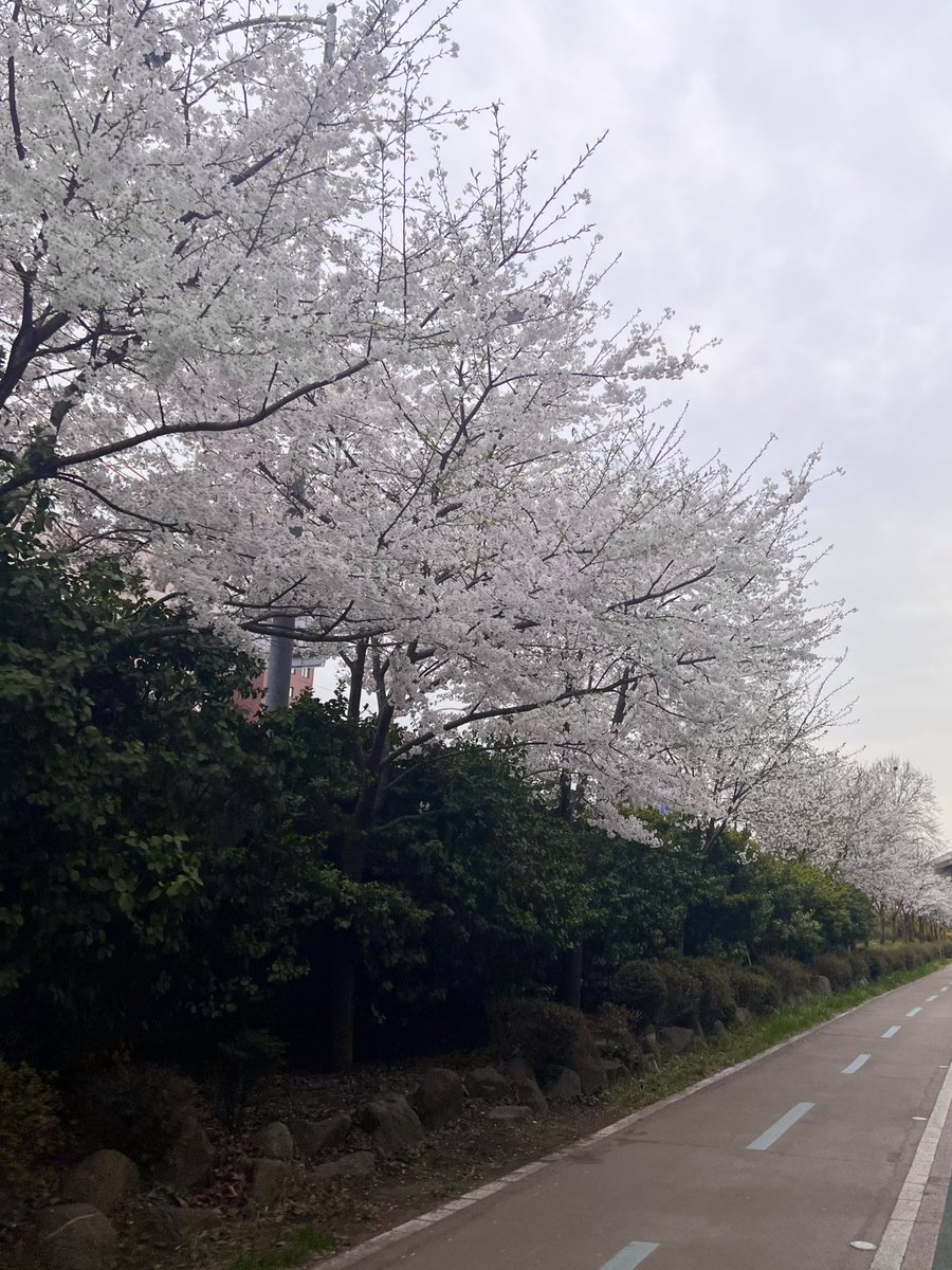 [#석화] 여기 저기에서 꽃들이 피어나는 중🌸 루아이도 꽃 보고 힐링 하세요:)