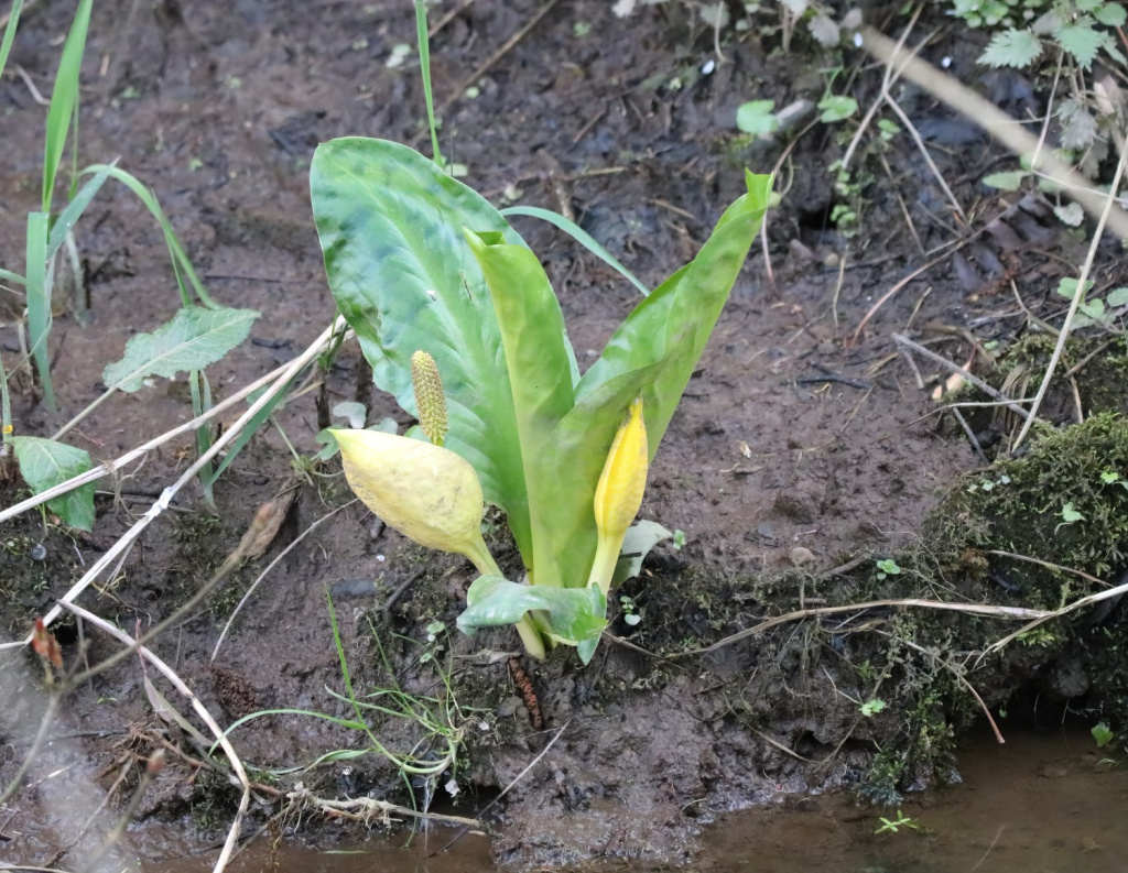 #recordoftheweek #cofnodyrwythnos is American Skunk Cabbage (Lysichiton americanus), Pidyn-y-gog Americanaidd (cynn.). Recorded by Dave Butler in Pembrokeshire.📷 Dave Butler. This is an invasive species. Record on #lercwalesapp or wwbic.org.uk/.../inva.../am… #plants #invasivespecies