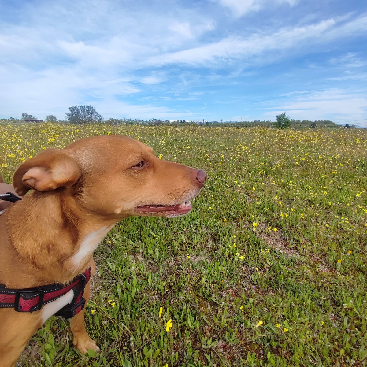 toca disfrutar del día ☀️🐶