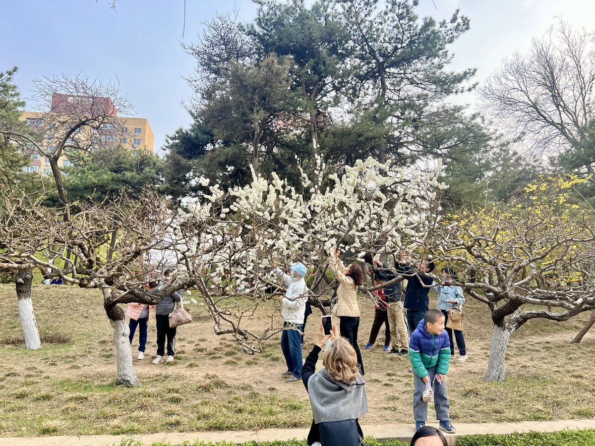 RobertoXST's tweet photo. @EmbajadaChinaEc La gente disfruta de la primavera en Beijing #2024 https://t.co/DLFttfgT9u