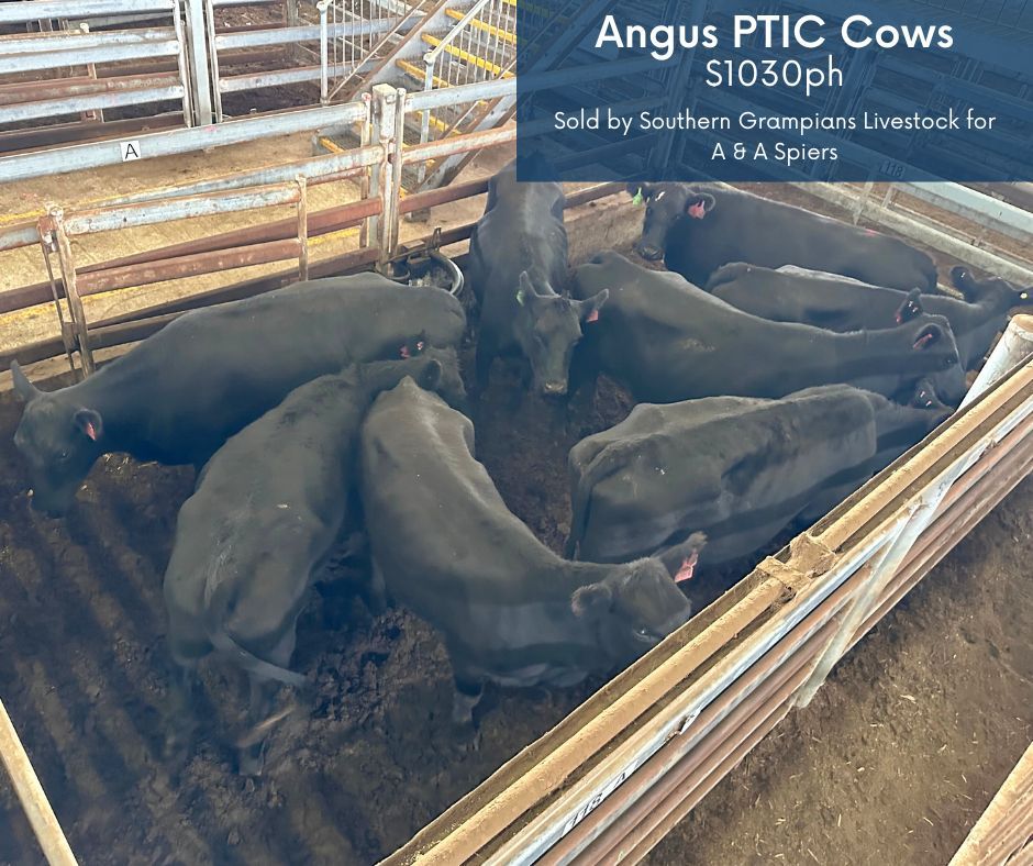 🐮 A few more results from yesterday's store sale in Mortlake. 🙌🏻

#wvlxvic #storecattlesale #aussiebeef #AngusPremium #HerefordCattle #AusSaleyards