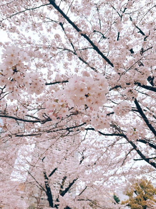 「桜 木」のTwitter画像/イラスト(新着)｜21ページ目