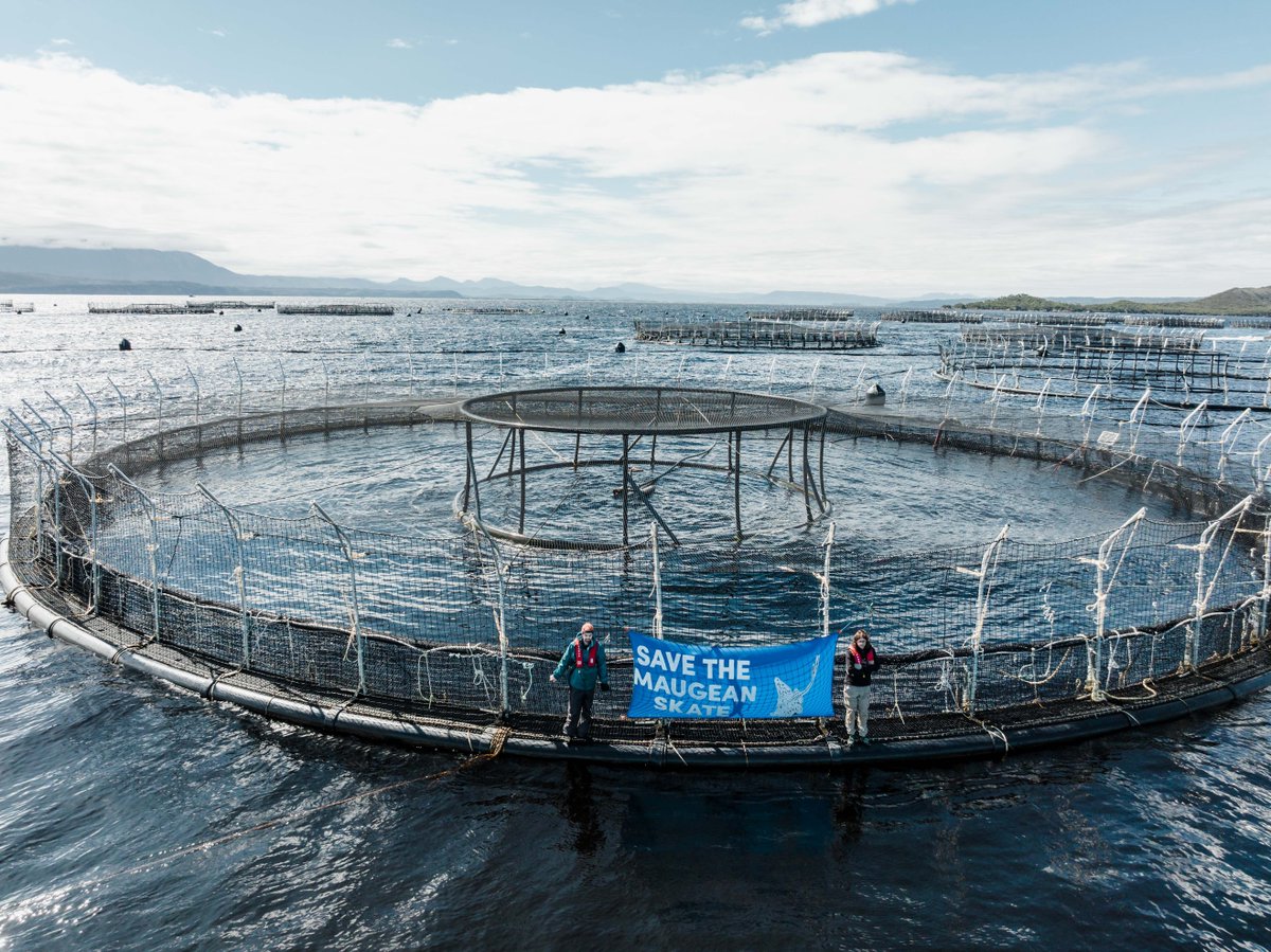 BobBrownFndn's tweet image. Industrial fish farms are pushing the Maugean Skate to extinction 🚨 We’ve joined with the @theausinstitute, First Nations representatives &amp;amp; other environmental groups to call on UNESCO for greater protection of the Skate &amp;amp; the TAS Wilderness World Heritage Area. #ToxicSalmon