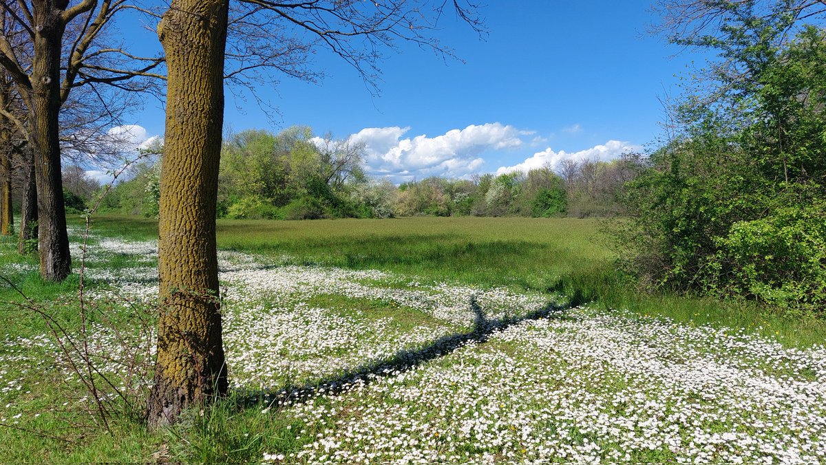 #Ricercando la bellezza non si deve andare lontano. Basta guardarsi intorno. La natura in primavera ne offre tanta e io quando la ammiro sono felice fiore 🌼 #unTemaAlGiorno 📷 mia ieri mentre 🏃‍♀️